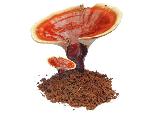 Ganoderma Mushroom Company in Kurnool, Andhra Pradesh |  Ganoderma Mushroom Company | Biobritte mushroom company