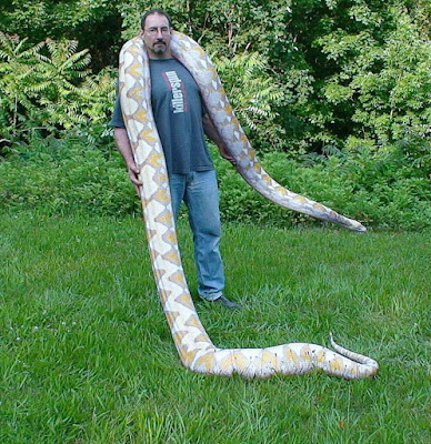 Longest snakes