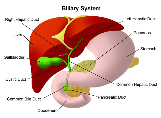 If not treated, the inflammation of the liver 