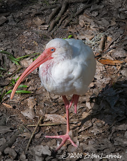 Click for Larger Image of Ibis