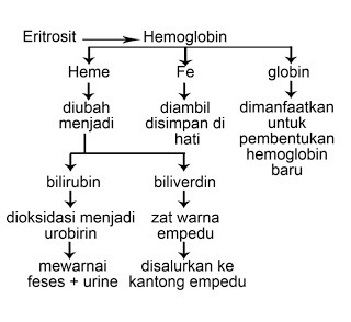 Proses perombakan eritrosit