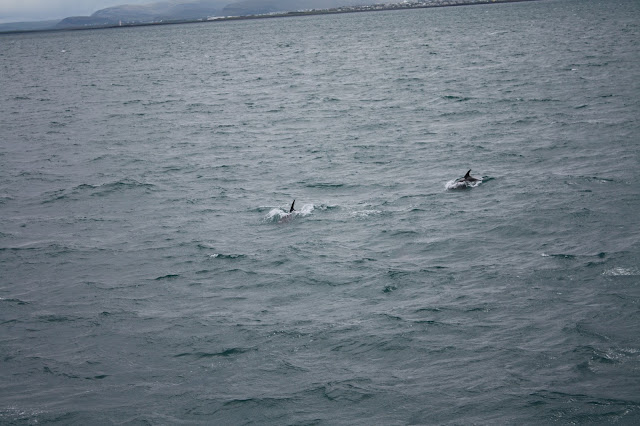 Dolphins swimming about our boat in Iceland.