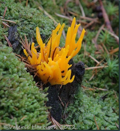 22-Yellow Stagshorn (Calocera viscosa)