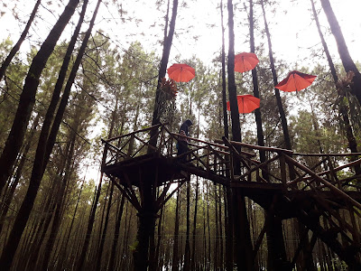 gardu pandang hutan pinus