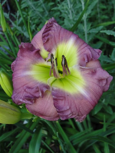Day Five of Ten: My Favorite Blooms of 2010