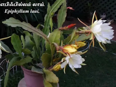 Epiphyllum laui flower