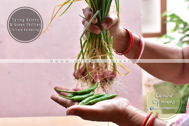 Home grown Spring Onions and Green Chillies