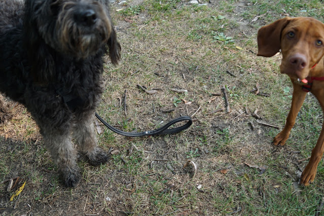 Bernedoodle and Viszla on Humber River Trail