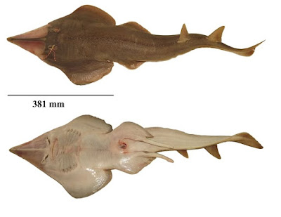 A new species of endangered guitarfish was found in Cox's Bazar