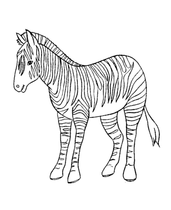 Download Free Animal Wild Zebra Coloring Sheet To Print
