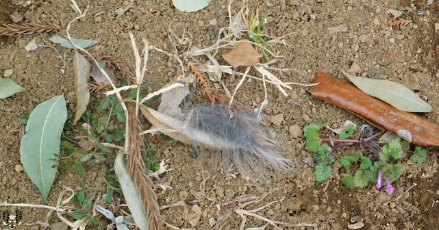 羽毛 feathers
