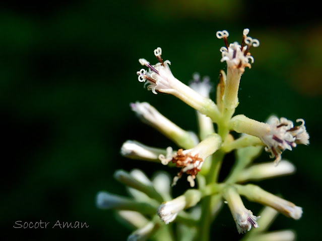 Parasenecio delphiniifolius