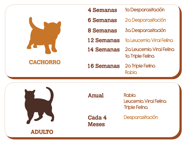 en esta imagen se observa el plan preventivo en gatos