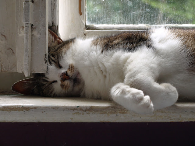 neko on bathroom window sill