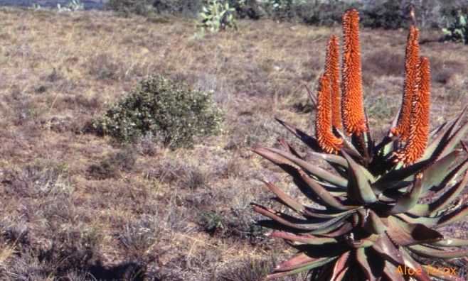 Aloe ferox