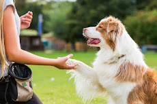 A dog gives a paw to a person's hand