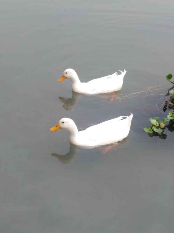 হাঁসের ফটো পিকচার ছবি