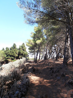 camino entre pinos