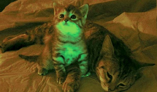 Scientists Create Green Glowing  Cats Mice No Longer Safe 