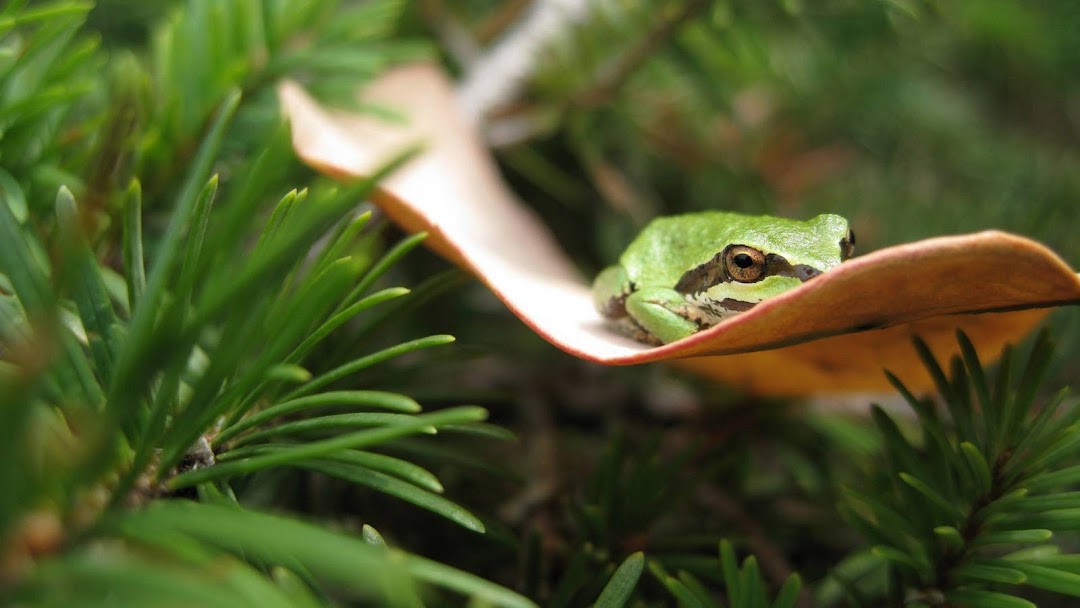 Frog HD Wallpaper 8