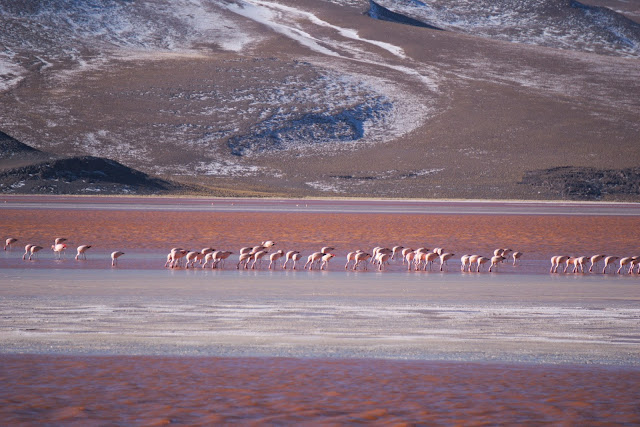 Quelques Flamants Roses