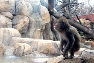 skały z betonu w zoo na wybiegu dla małp