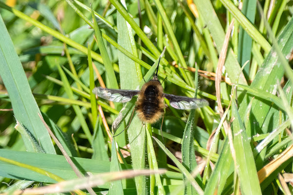 Dark-edged bee-fly