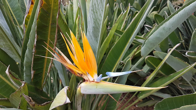 Botanicactus Botanischer Garten Mallorca