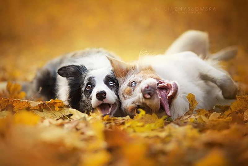 dog-photography-alicja-zmyslowska-18