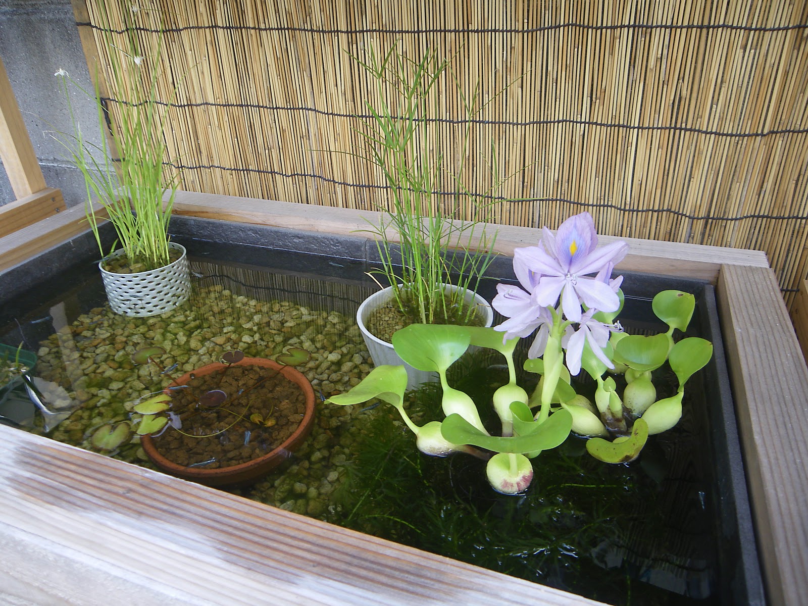 メダカの繁殖を 簡単に成功させる方法 メダカの大工