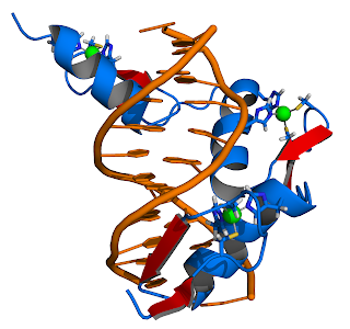 Çinko parmak DNA kompleksi