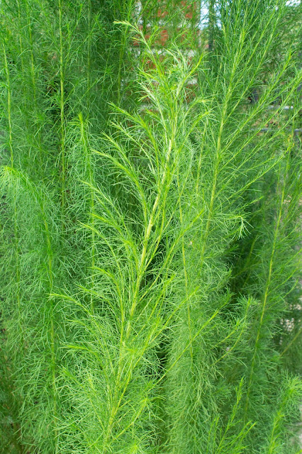 Eupatorium capillifolium