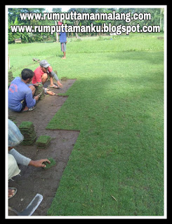 Harga jual rumput manila harga jual rumput zoysia matrella