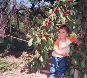 siré (ábre que fa sirera, sireres), sireré, cerezo