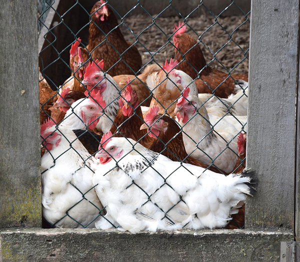 poultry house, poultry housing, how to build a poultry house, how to build a chicken house, how to build a chicken coop, poultry housing guide