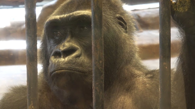 Gorilla pulls out her hair in frustration at being kept in cage for 30 years