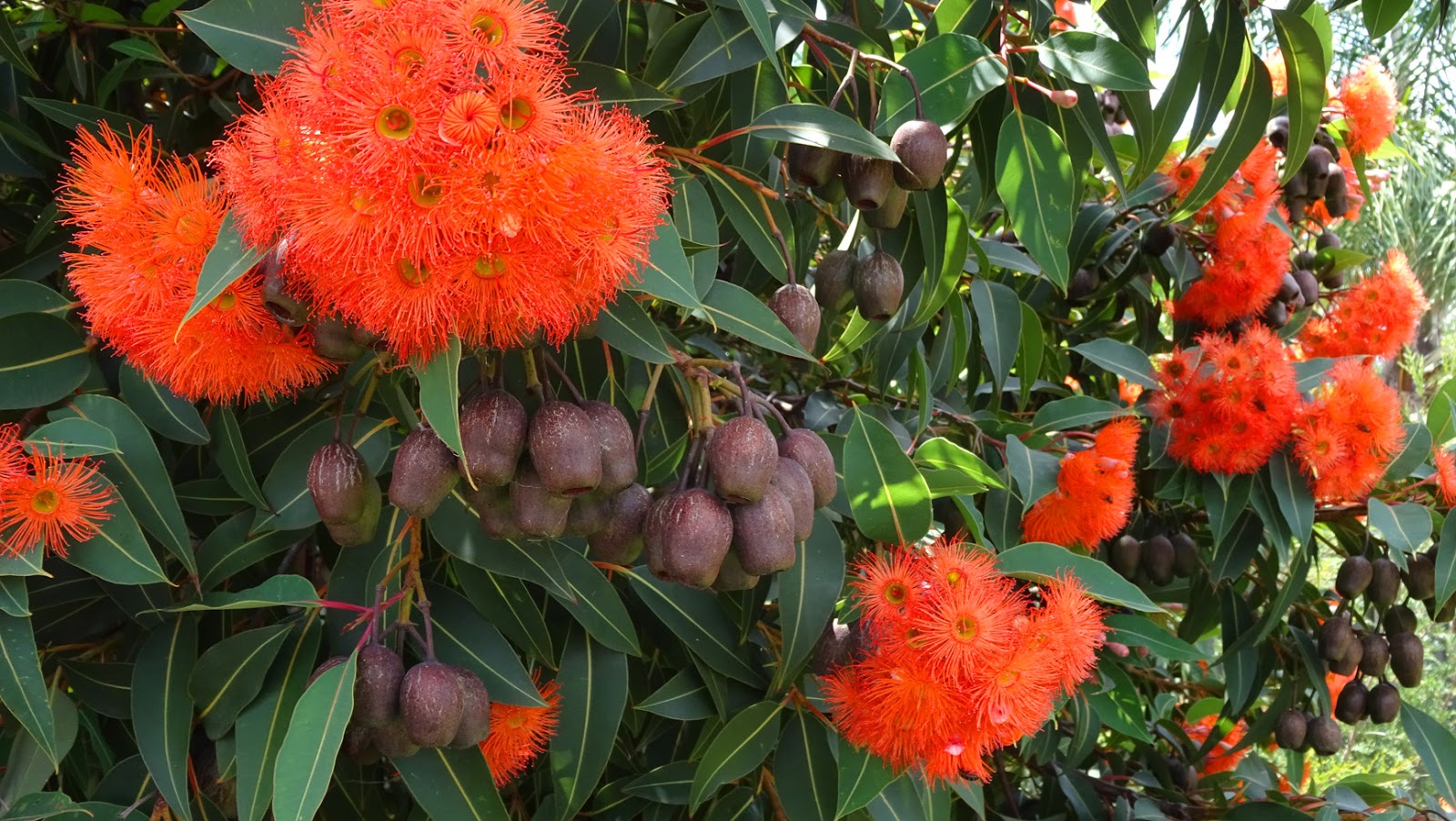 MAP MELBOURNE STREET TREES 141 CORYMBIA BABY ORANGE  