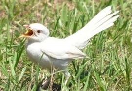 Mockingbird | A-Z List of 125 Rare Albino Animals [Pics]