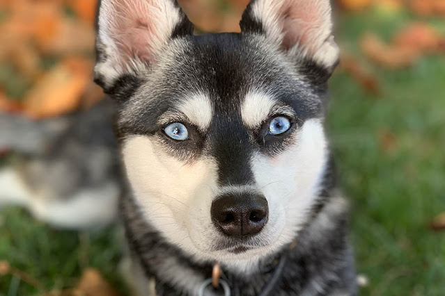 blue-eyed-dog-breeds