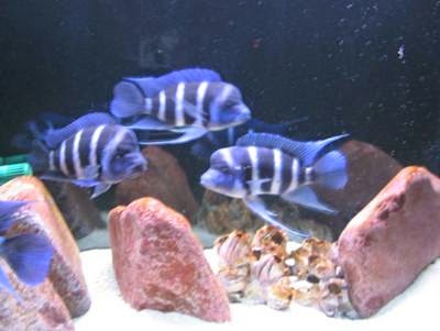 常見的風水魚有哪些？