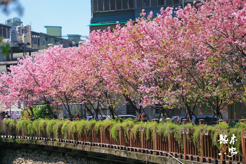 土城希望之河廣場櫻花｜貨饒拱橋旁櫻花｜公館溝櫻花林｜土城貨饒里櫻花｜新北市櫻花季