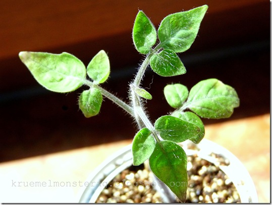 Landeltomate (2)