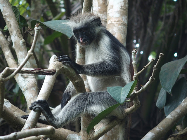 Tanzanie, Zanzibar, Forêt de Jozani, de grands chemins