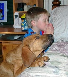 Animals Pray