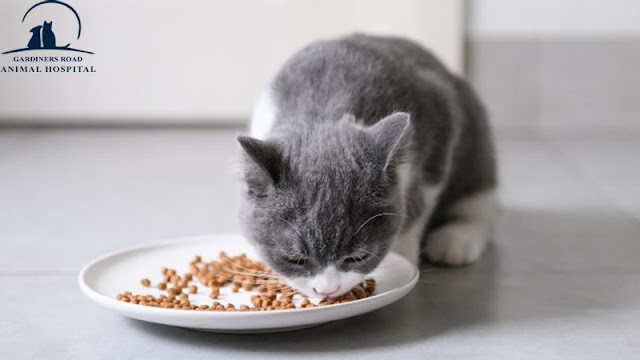 Pet Nutrition Kingston - How much should you feed your cat?