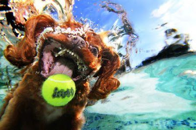 Fotografías de Perros (que parecen) furiosos jugando bajo el agua.