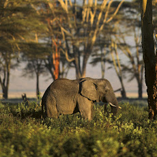 Elephants Seen On www.coolpicturegallery.us