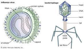 Viruses: Characteristics, Structures, Mode, Nutrition and Control