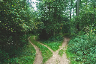 Two paths go through the woods. One suitable for a car and the other for a motorcycle.