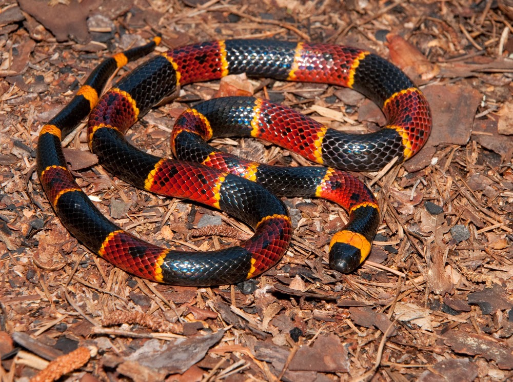 ... coral snakes living in many countries old world coral snakes include